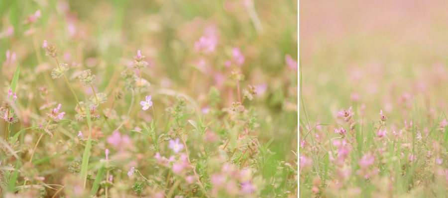 Landscape photography of little purple flowers in a field in Oconee County, GA.