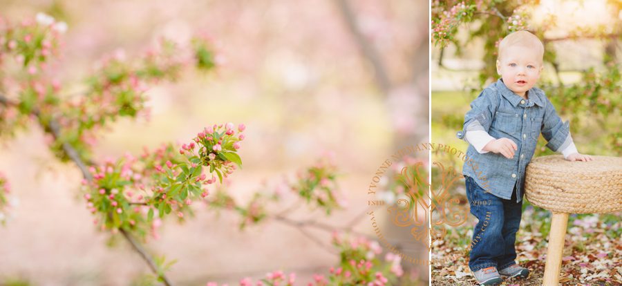 cherry blossom baby photography in Athens, GA by Yvonne Niemann Photography.
