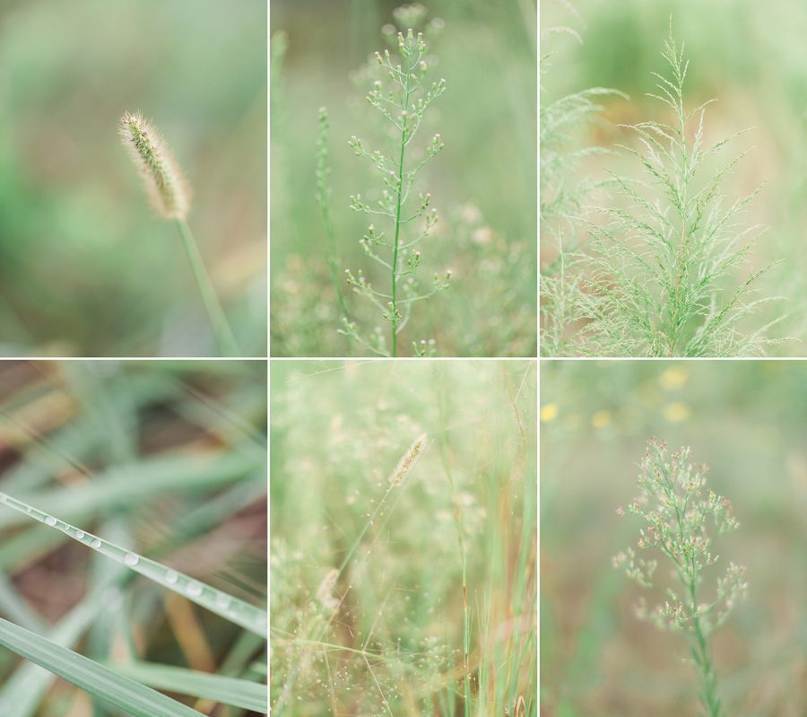 Pictures of various greenery in Bishop, GA taken by Yvonne Niemann Photography.