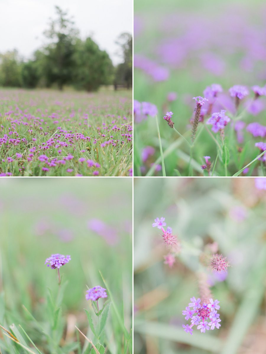 Pictures of purple flowers in Oconee County, GA taken by Yvonne Niemann Photography.