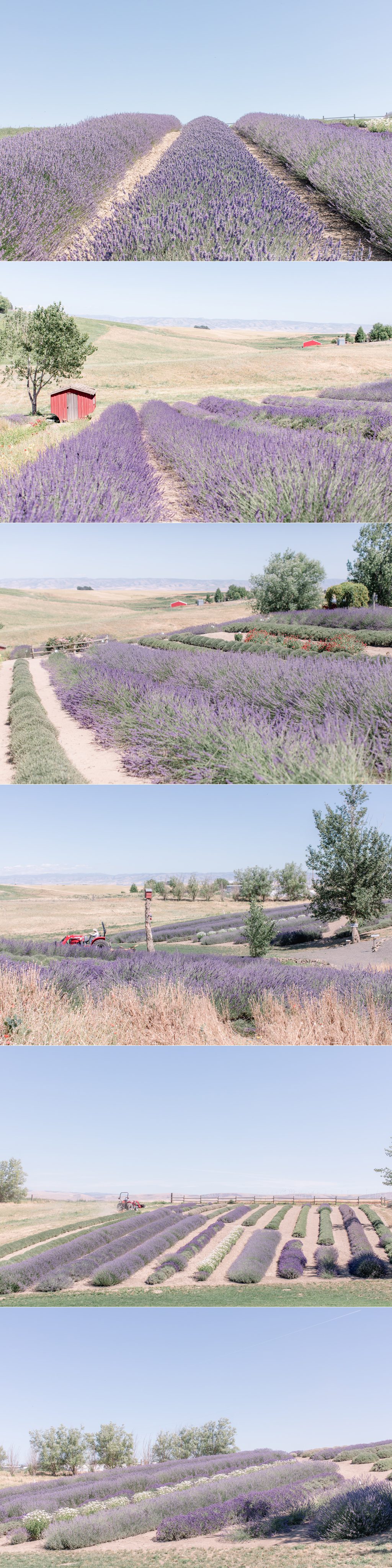 Lavender fields in Walla Walla Valley.