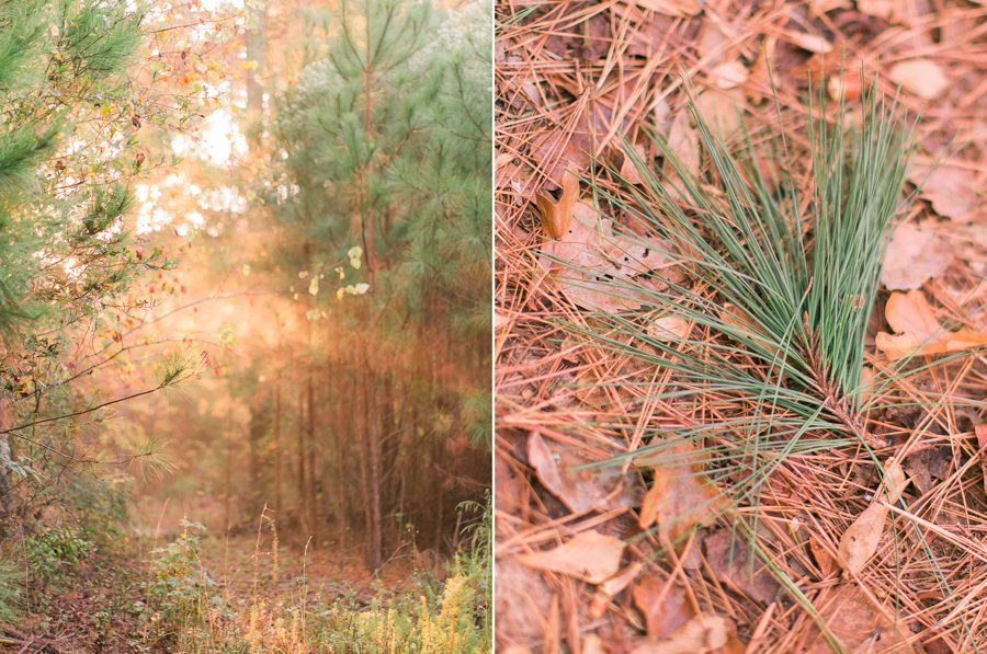 landscape photos of pine trees at sunrise in Bishop, GA taken by Yvonne Niemann Photography