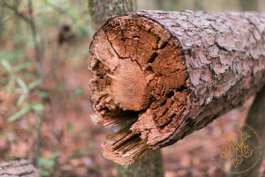 fallen tree log on hiking trail in Bishop, GA taken by Yvonne Niemann Photography