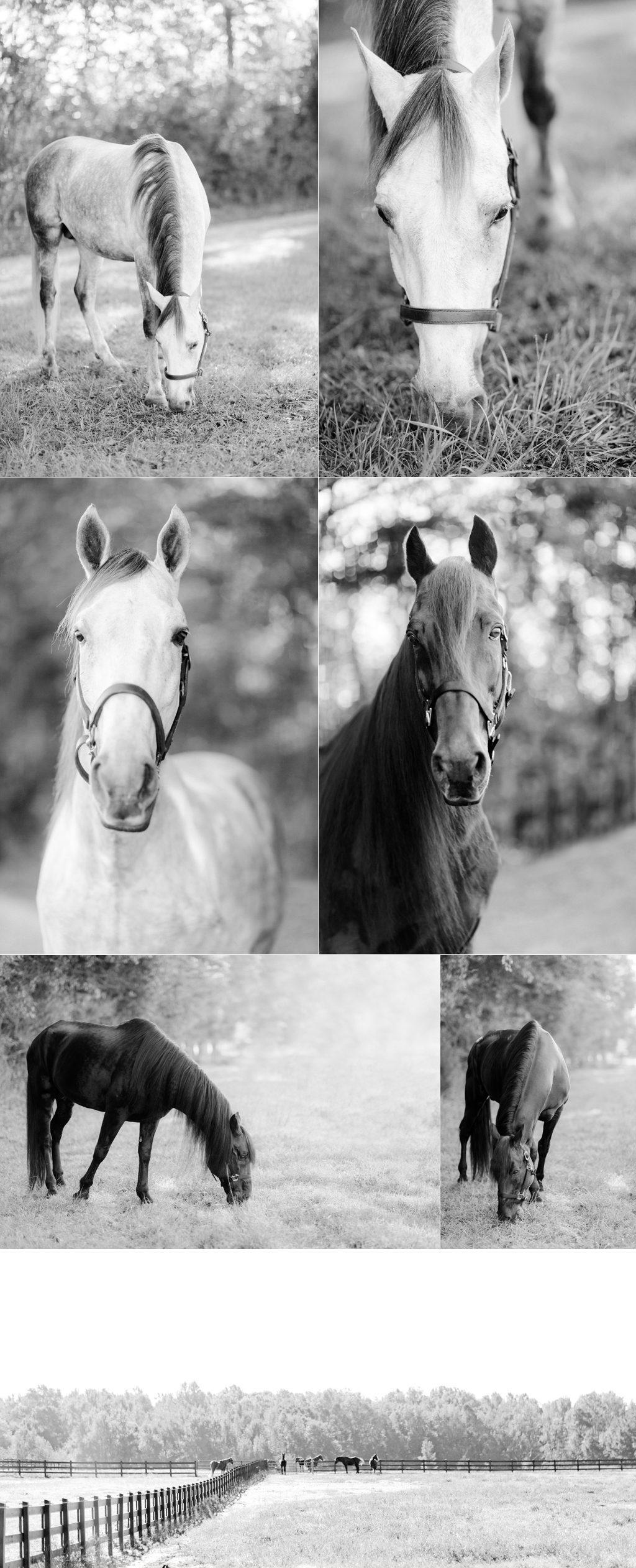 B&W horse portraits in Good Hope, GA.