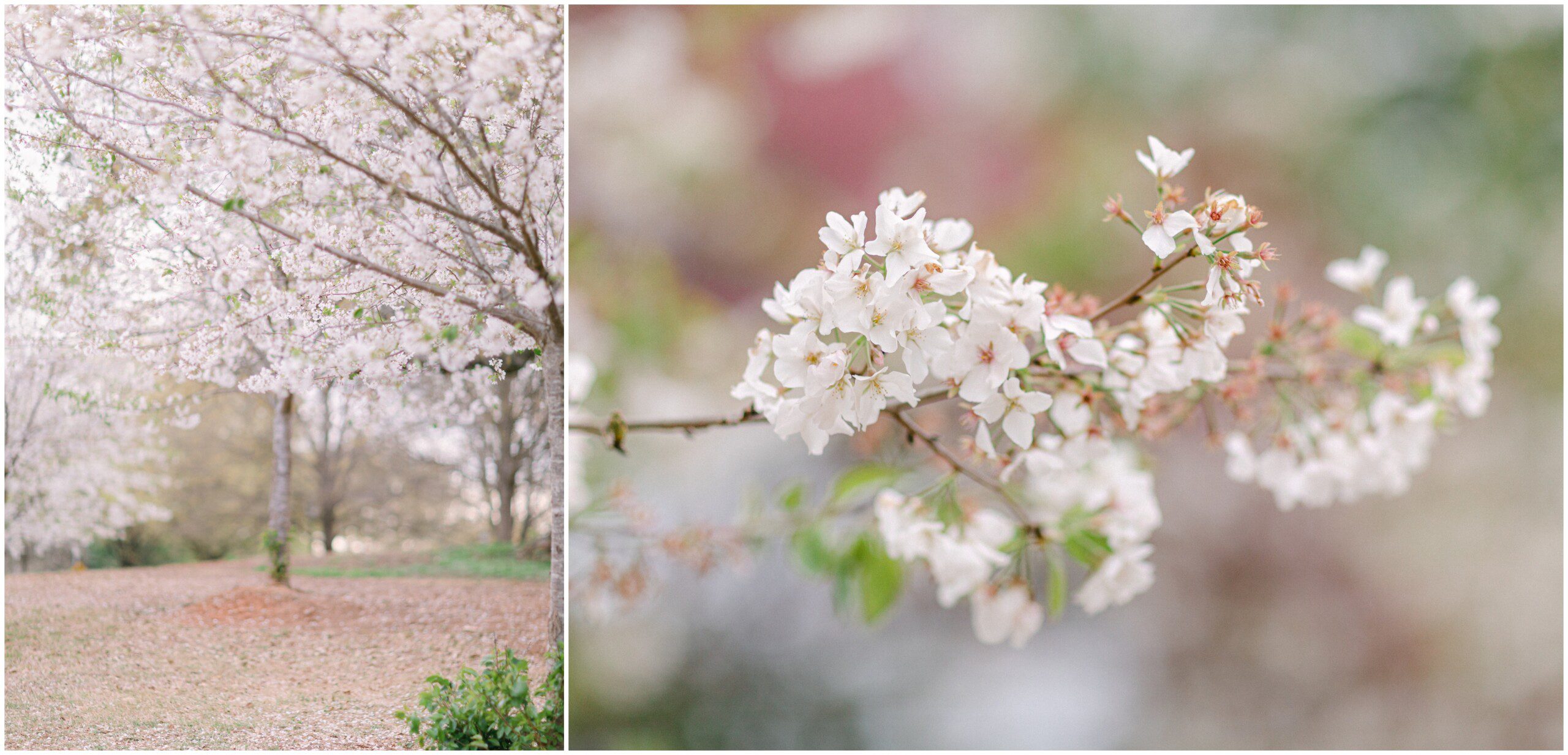 Photos of cherry blossoms