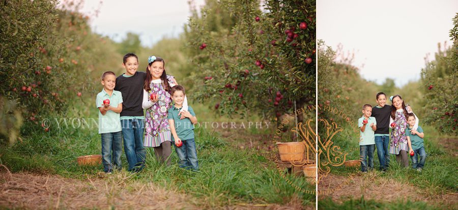 Images of brothers and sisters picking apples taken by St. Louis Children's Photographer, Yvonne Niemann.